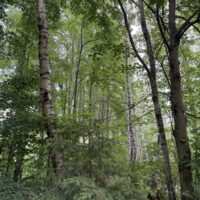 https://img.asariweb.pl/original/